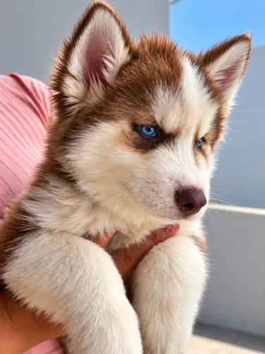 Filhote de Husky Siberiano