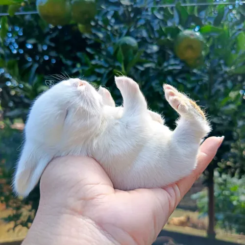 Mini coelhos