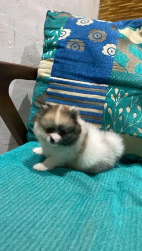 Spitz alemão Anão Fêmea 2.500