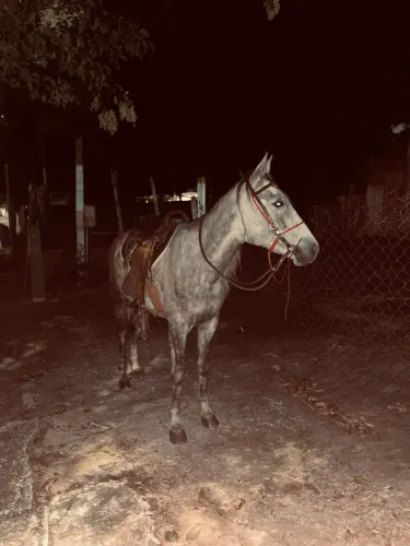 Égua tordilha negra 