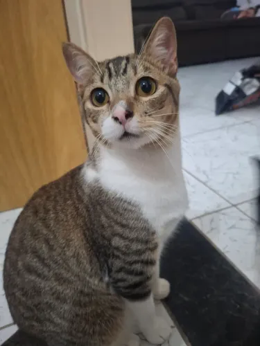 DOAÇÃO DE GATOS