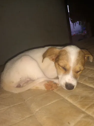 Doação de cachorros