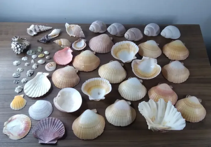 Coleção conchas do mar para artesanato 