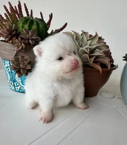 Spitz alemão anão branco ( LULU DA POMERANIA)