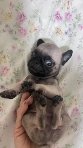 Filhote pug macho