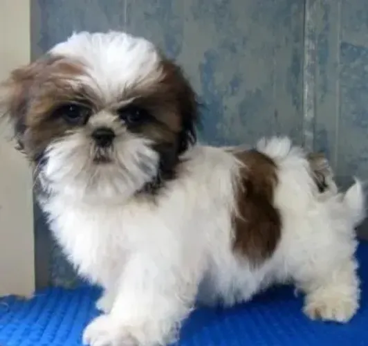 Filhote Shih Tzu DOACAO