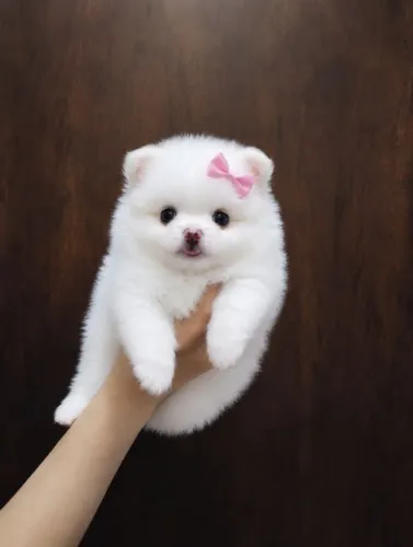 Spitz alemão anão FEMEA branca