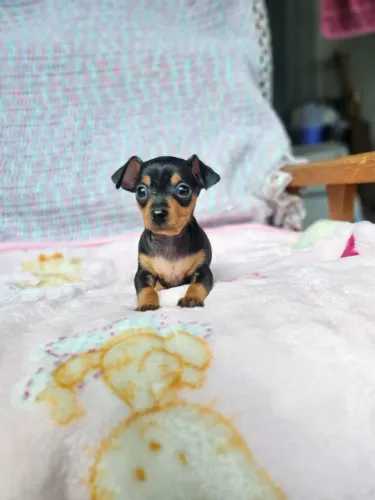 Filhotinhos Pinscher/Pincher dócil e saudável com procedência garantida