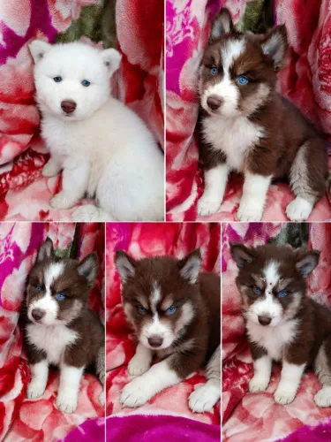Husky siberiano