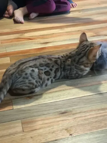 Gato bengal com pedigree