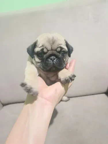 Pug fêmea 