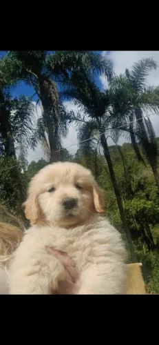 Golden retriever padrão europeu