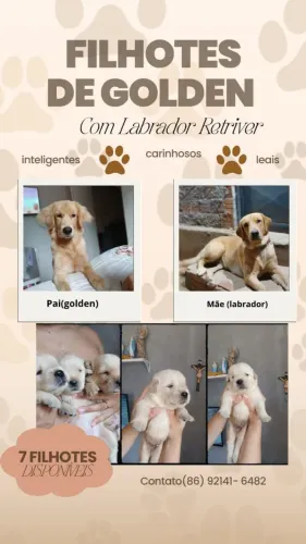 Filhotes de Golden e Labrador Retriever