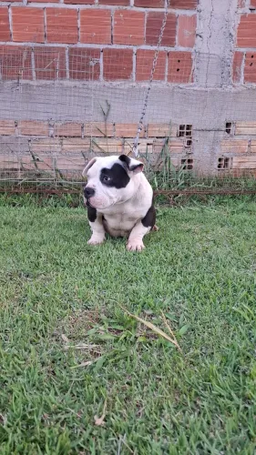 American bully 