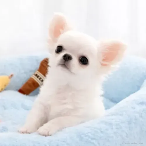 Filhotes afetuoso e encantador Chihuahua