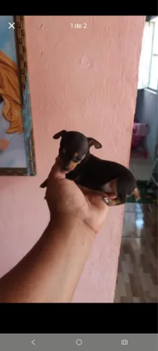 Pinscher zero 