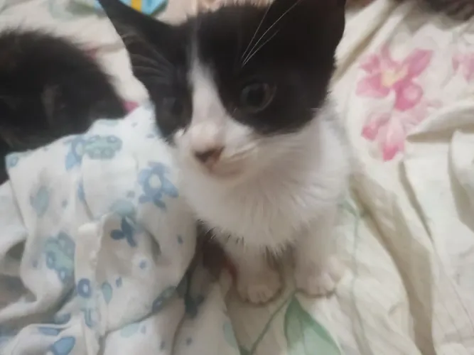 Gatinhos para doação