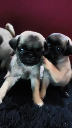 Cachorro