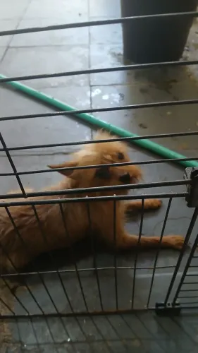 Cachorro porte pequeno para adoção