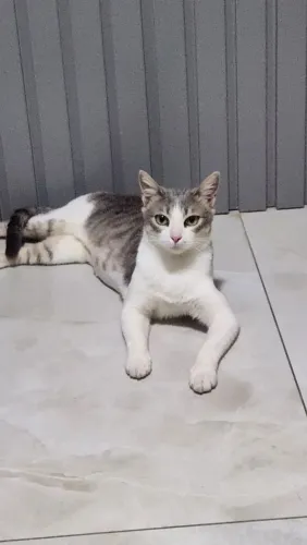 Gata castrada procura lar