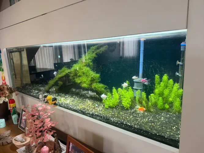 Aquário 700 litros