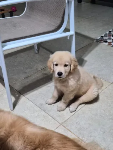 Robusto, Peludos e Lindos - Golden