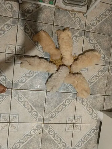 Filhote de poodle toy
