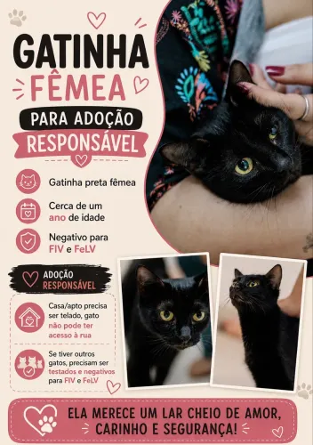 Gatinha para adoção