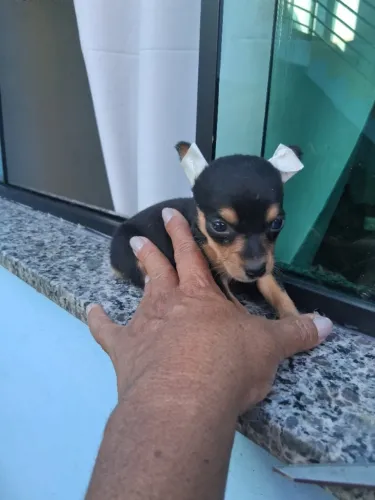 Machinhos de pinche zero