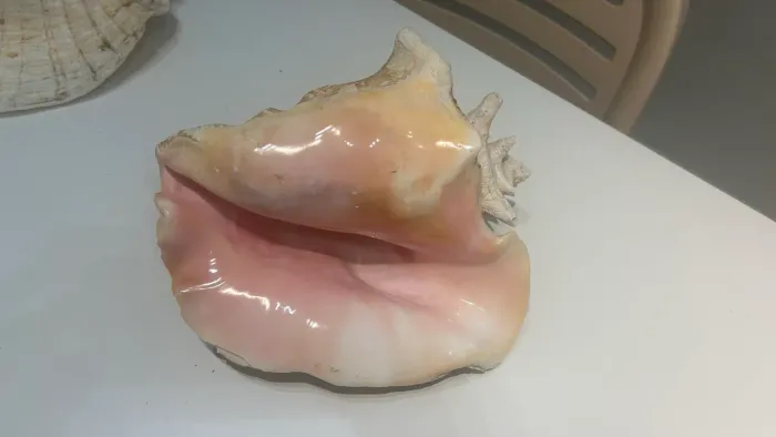 Concha mar grande