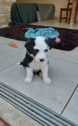 Filhote Macho Old English Sheepdog