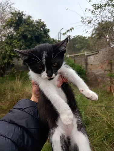 Gatos pra doacao 