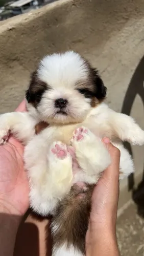 Cachorro