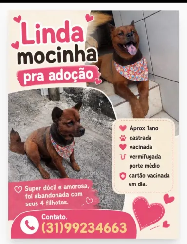 Cadela para adoção 