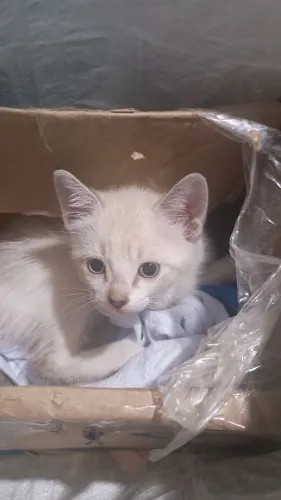 Doação de gatinho