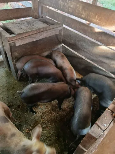 Porco caipira 25 a 35 kg medeia