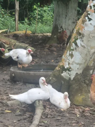 Vendo Pato