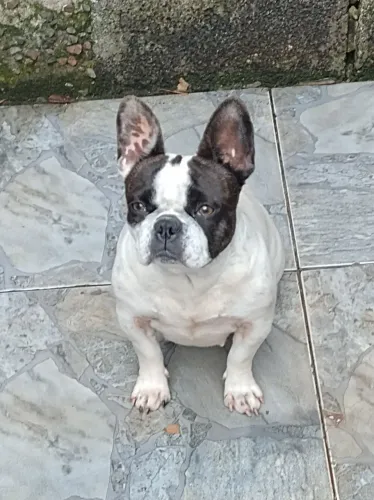 Buldogue francês fêmeas 