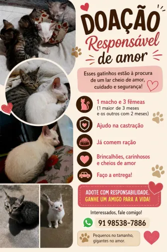Adoção de gatos