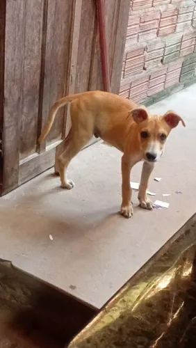 Doação  de Cachorro de 3 Meses Macho  está  em Lar temporário 