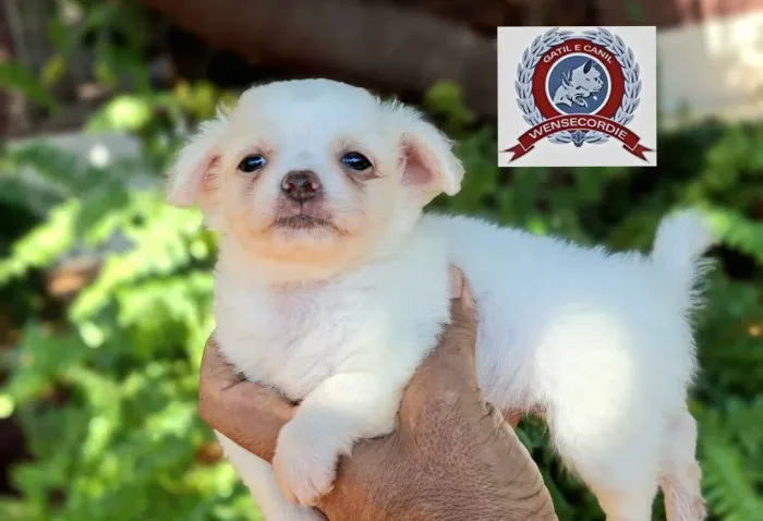 Filhote pêlo longo Chihuahua fêmea