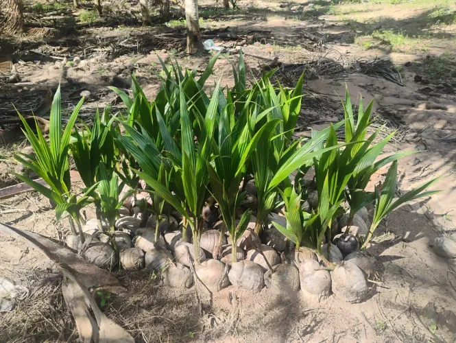 Mudas de coco anão direto da paraíba!!