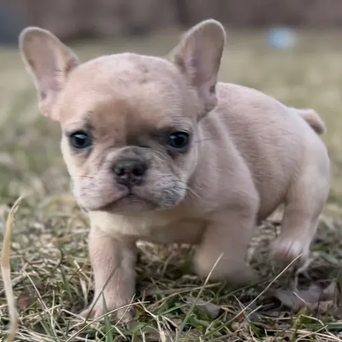 Bulldog francês perfeito 