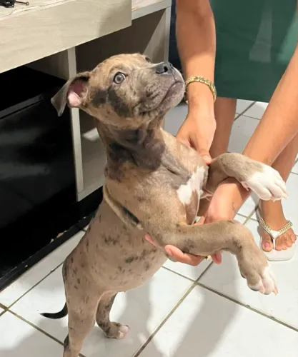 vendo cachorra , pitbul monstre 