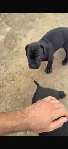 Cane Corso 