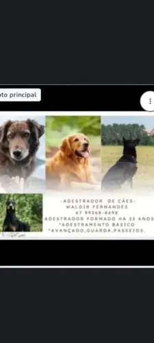 ADESTRADOR DE CÃES.