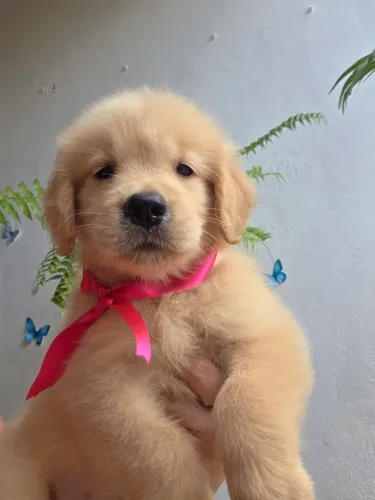 Golden Alto padrão