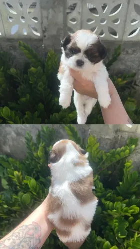 Filhote de Shih Tzu