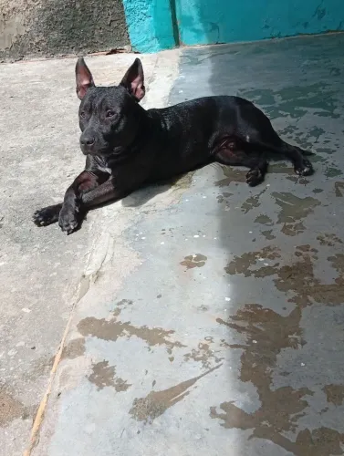 Pit Monsters a procura de uma fêmea pra cruzar !!!