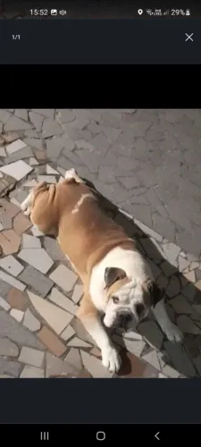 Bulldog inglês 